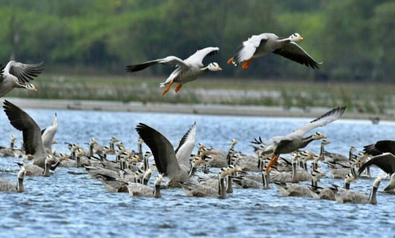Decline in migratory birds to Mysuru region raises concern among experts