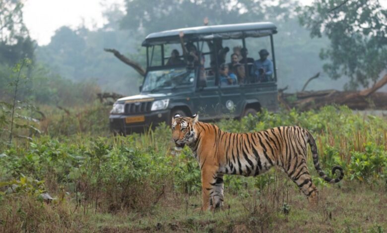 Bandipur Safari Resumes Amid Protests; Police Escort in Place