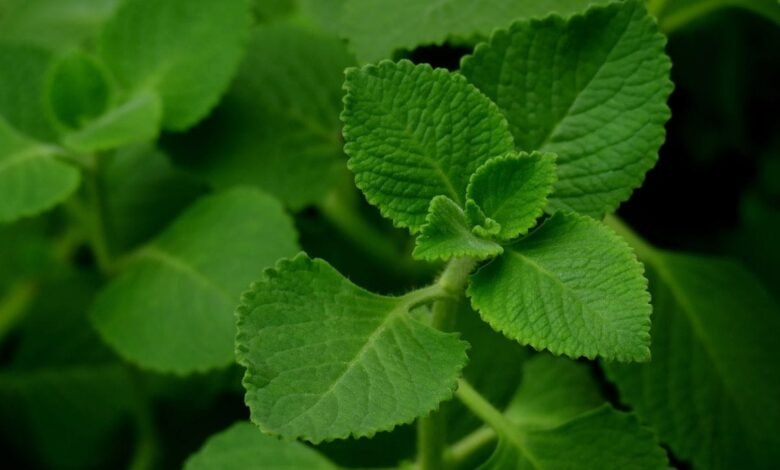 Ajwain Leaves: The Little Medicinal Plant with Powerful Health Benefits