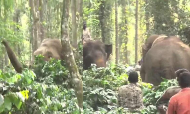 Captured elephant escapes after sedation in beluru, forest operation halted