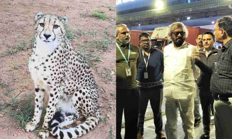 Four cheetahs arrive in Bengaluru; minister Khader assures strict monitoring and care