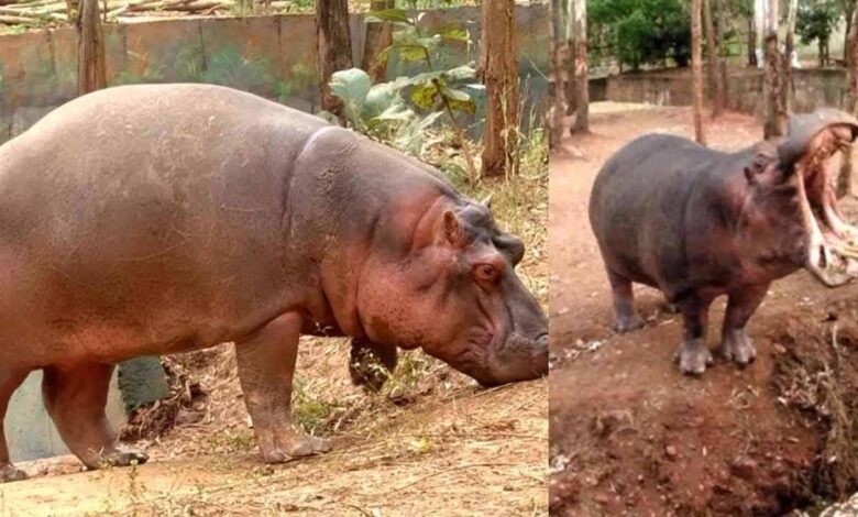Hippopotamus that killed vet dies at Shivamogga safari after health complications