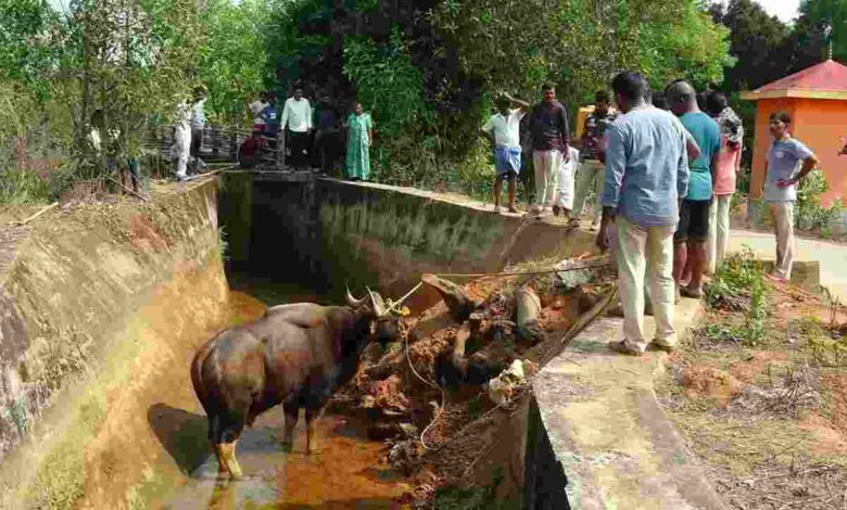 Wild Buffalo Rescued From Varahi Canal Near Udupi Village