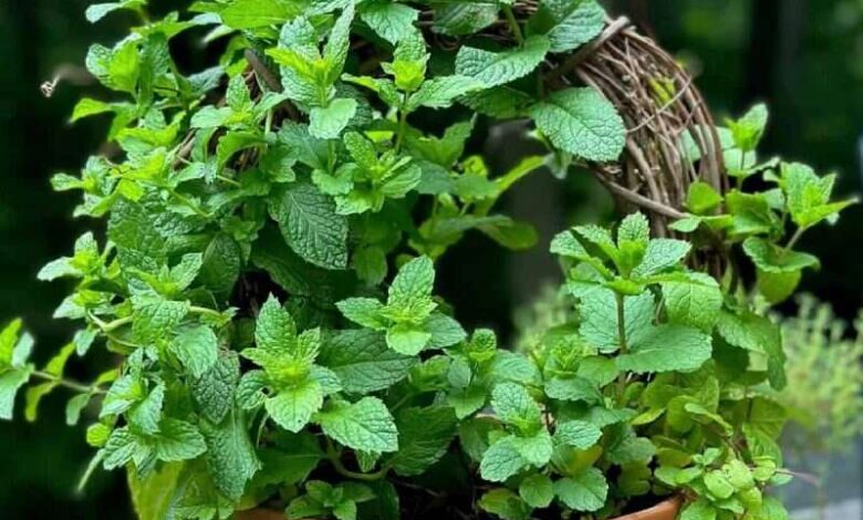 Alum Water Trick Helps Mint Plant Stay Fresh and Green Even in Peak Summer Heat