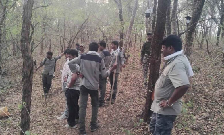 Four Women Killed in Tiger Attack While Collecting Beedi Leaves in Maharashtra Forest