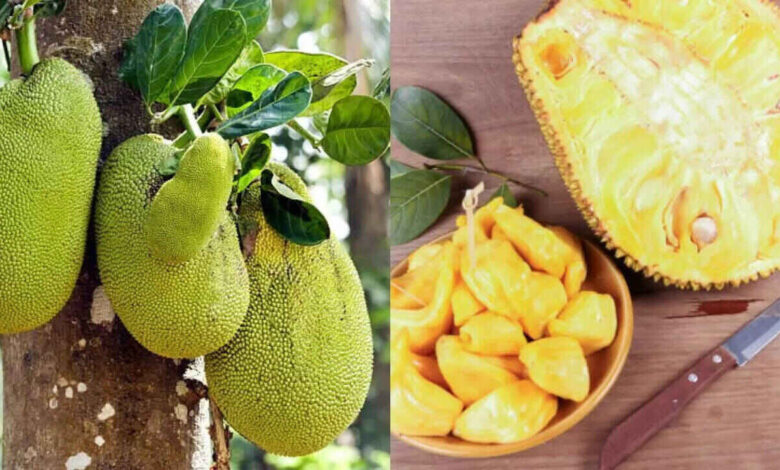 Jackfruit The Summer Superfruit That Rivals Non Veg in Taste and Health Benefits