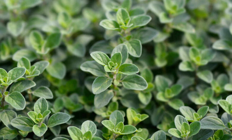 Maruvam Plant Care Easy Home Tips to Keep This Fragrant Herb Green Even in Harsh Summer Heat