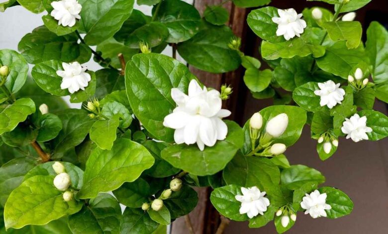 The Rs 2 Kitchen Fertilizer That Can Help Jasmine Plants Bloom Profusely
