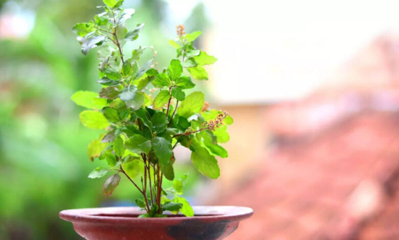 Tulsi The Natural Bodyguard for Health and Immunity in Everyday Life