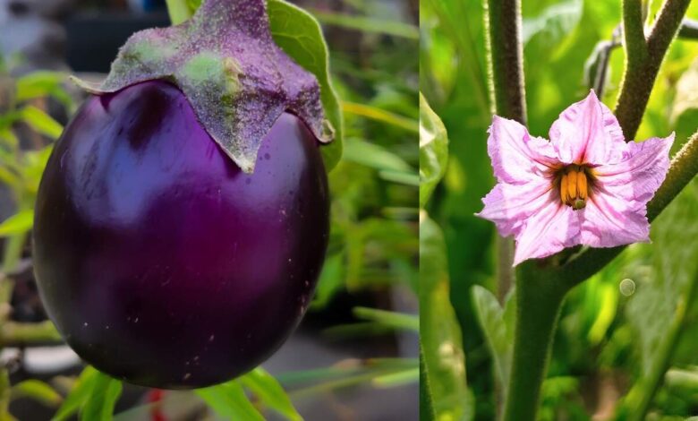 Why Ayurveda Experts Advise Avoiding Brinjal During Rohini Karthe Heatwave
