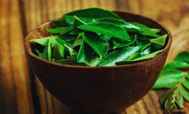 Why Curry Leaves Plant Dries Up At Home Simple Care Tips To Keep It Bushy And Healthy