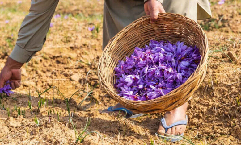 Why Kashmiri Saffron Is Called Red Gold Across Global Markets
