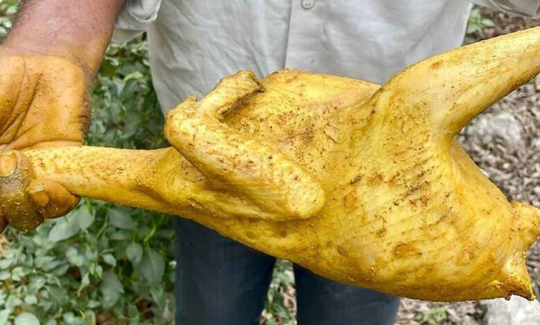 Why Turmeric is Applied on Country Chicken Before Cutting Tradition or Science Explained