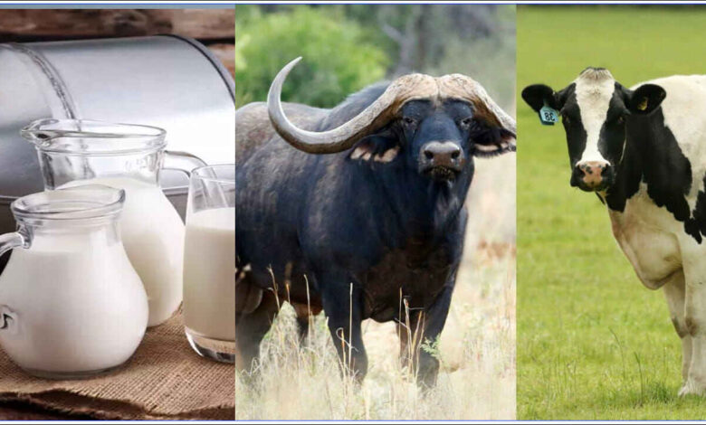 Cow Milk or Buffalo Milk Which Provides More Calcium and Are There Better Sources