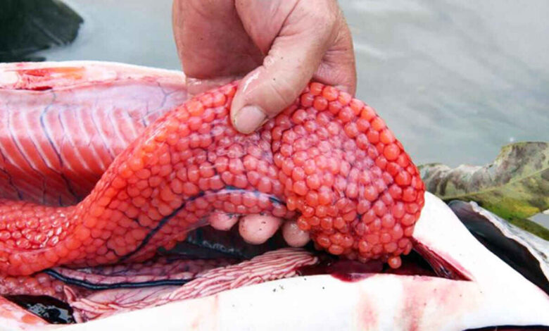 Fish Eggs Nutrition Benefits Why You Should Not Throw Away Fish Roe and Its Hidden Health Power