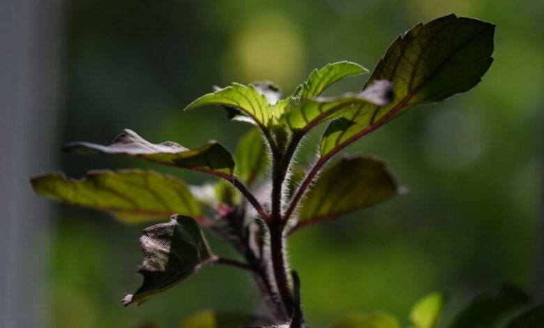 Health Secrets of Tulsi Plant at Home That Can Transform Your Daily Life Naturally