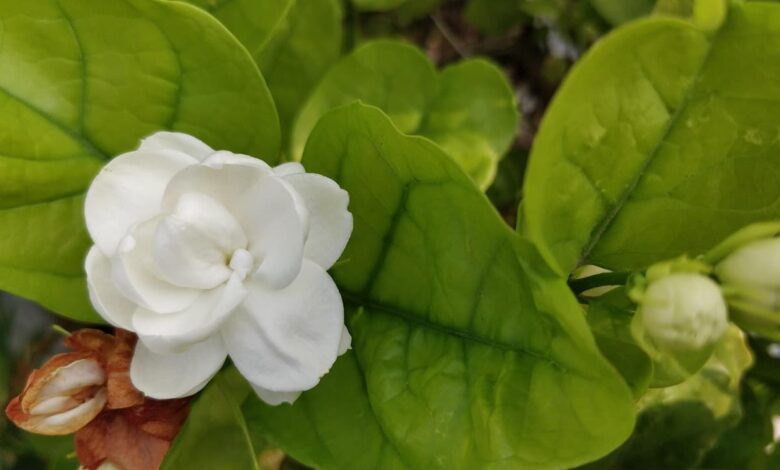 How to Make Jasmine Plants Bloom Heavily in Monsoon with a Simple Organic Fertilizer Trick