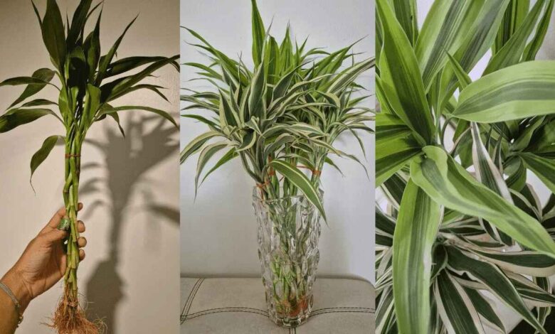 Lucky Bamboo Care Soil vs Water Experts Share What Works Best for Long Lasting Green Growth