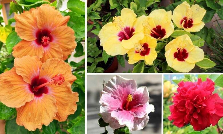 Native Hibiscus vs Hybrid Hibiscus Which One Blooms Better and How to Get Flowers in Bunches