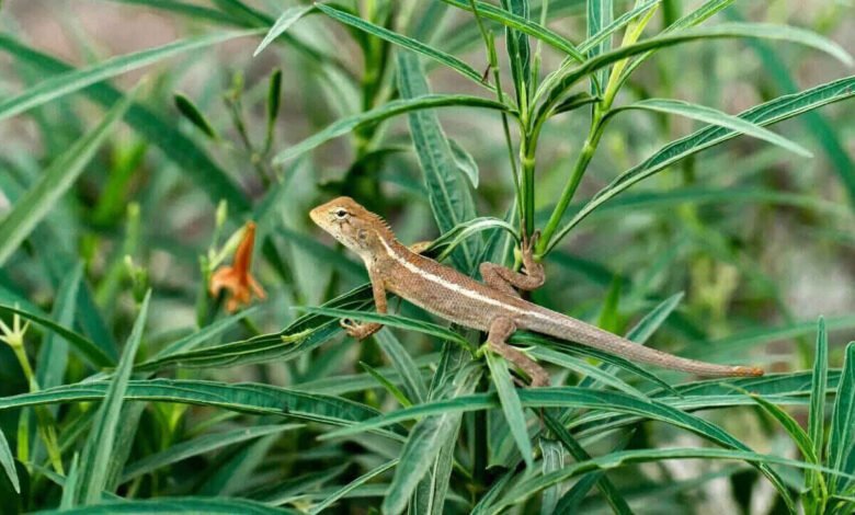 Natural Plants That Can Help Keep Lizards Away From Your Home Without Chemicals