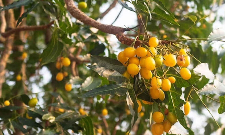 Neem Fruit Benefits The Hidden Natural Medicine That Can Support Multiple Health Problems