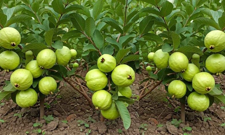 Rainy Season Gardening Trick That Can Make Guava Trees Bear Fruit Heavily in Clusters
