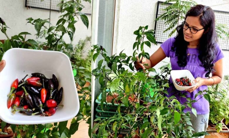 Simple Gardening Secrets to Grow Healthy Green Chilies at Home