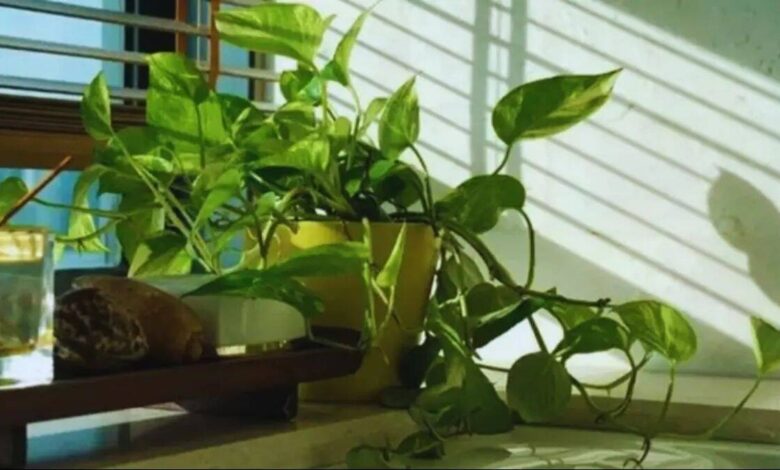 Simple Home Tricks to Revive a Dull Money Plant and Make It Lush Again