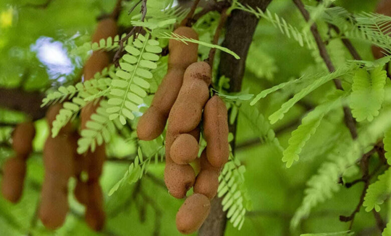 Tamarind Leaves Return to the Spotlight as Seasonal Superfood Gains Attention