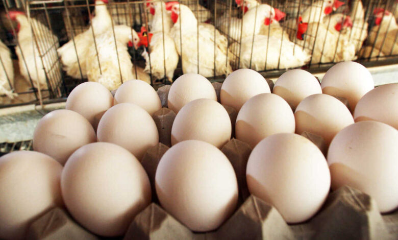 Chicken and Egg Prices Surge Sharply as Supply Drops in Karnataka