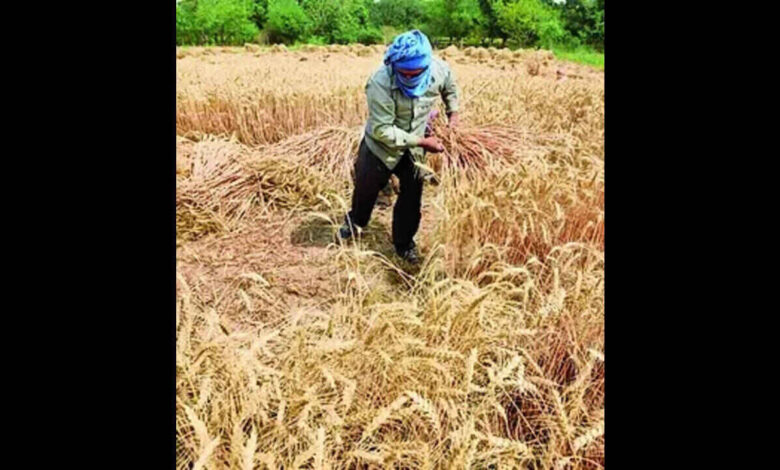 Dharwad Agricultural University Wheat Variety Selected for Export to Indonesia Under Bilateral Agreement