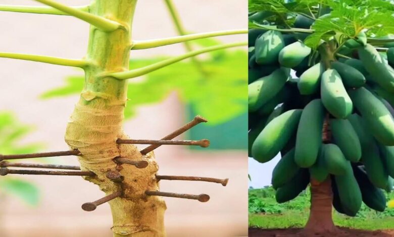 Does Hammering Nails Into a Papaya Tree Really Increase Yield? The Truth Behind an Old Farming Belief