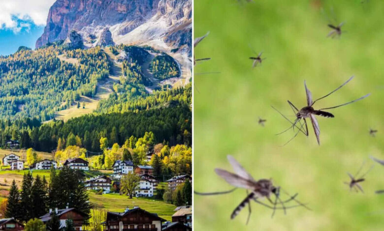 Hivare Bazar Village Offers Reward for Finding a Mosquito