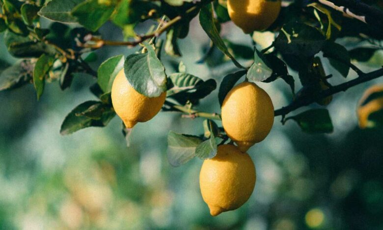 How to Grow a Lemon Tree in a Pot and Get Heavy Yield with Simple Home Gardening Tricks
