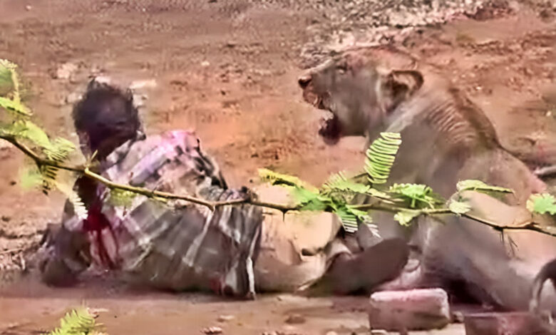 Lion Attack on Man in Gujarat Caught on Video as Villagers Rush to Rescue