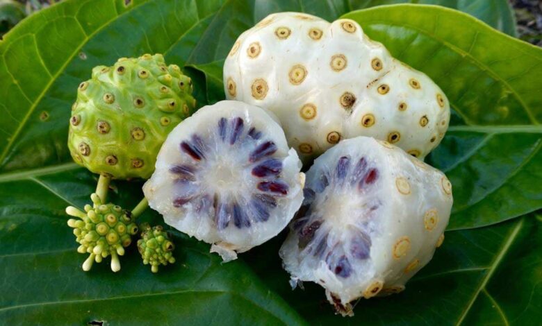 Noni Fruit Gaining Attention as Natural Remedy for Multiple Health Problems