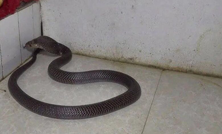 Snake Enters School Hostel Bites Four Sleeping Girls One Dies