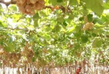 Three Tonnes of Grapes Stolen From Chikkaballapur Farm as Crop Thefts Alarm Farmers