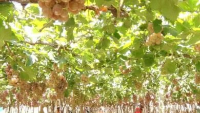 Three Tonnes of Grapes Stolen From Chikkaballapur Farm as Crop Thefts Alarm Farmers
