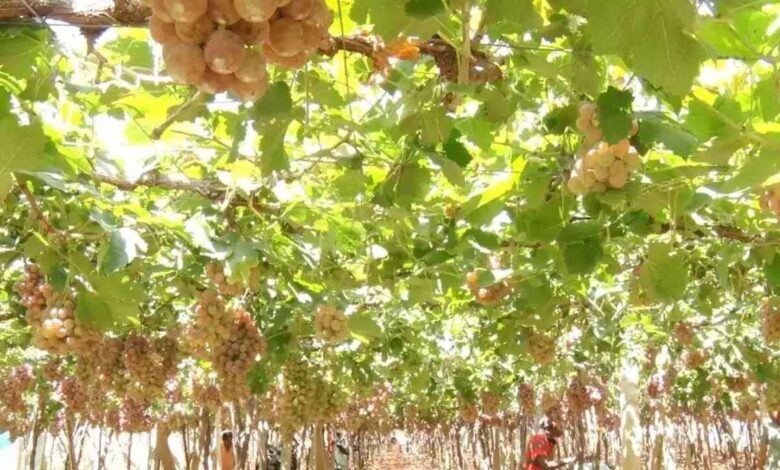 Three Tonnes of Grapes Stolen From Chikkaballapur Farm as Crop Thefts Alarm Farmers
