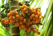 Karnataka Sees Sharp Drop in Arecanut Productivity Despite Major Expansion in Cultivation Area