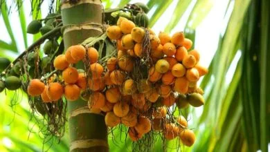 Karnataka Sees Sharp Drop in Arecanut Productivity Despite Major Expansion in Cultivation Area