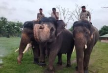 Mysuru Dasara to Miss Abhimanyu as Forest Department Searches for New Howdah Bearer