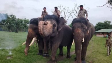 Mysuru Dasara to Miss Abhimanyu as Forest Department Searches for New Howdah Bearer