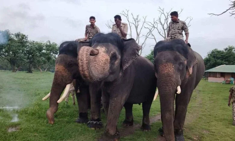 Mysuru Dasara to Miss Abhimanyu as Forest Department Searches for New Howdah Bearer