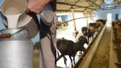 Nandini Cattle Feed Under Scrutiny After Farmers Raise Quality Concerns