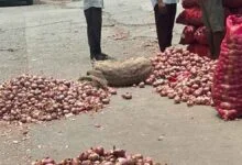 Onion Prices Surge Across Karnataka But Farmers Still Struggle To Benefit