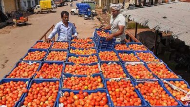 Tomato Prices Crash In Bidar As Farmers Struggle To Recover Costs