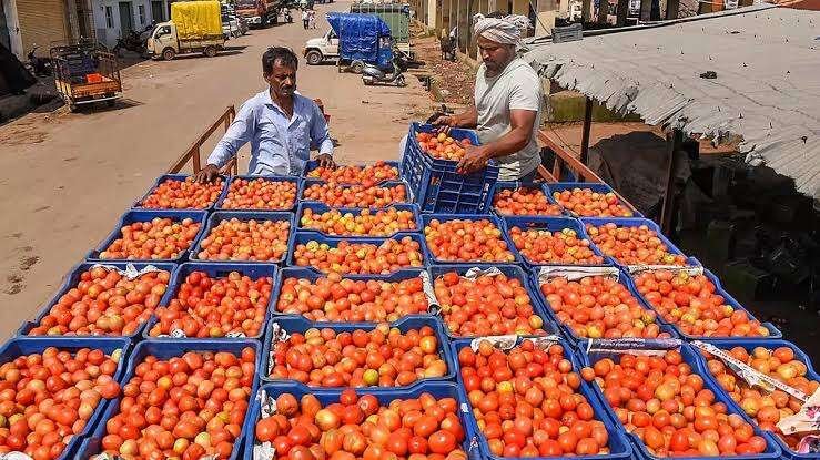 Tomato Prices Crash In Bidar As Farmers Struggle To Recover Costs