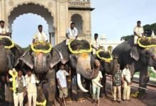 Abhimanyu To Return For 2026 Mysuru Dasara As Nishane Elephant